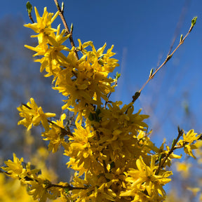 Collection Haie printanière - 4 arbustes - Photinia, Forsythia, Spireae Grefsheim , Chaneomeles - Arbustes