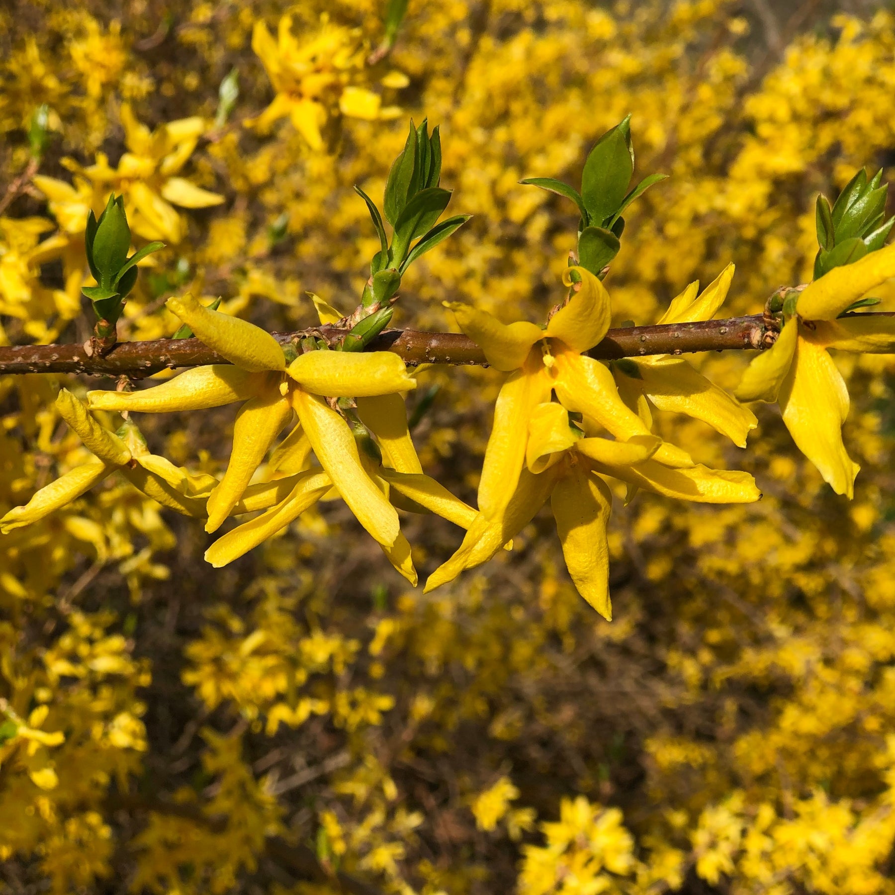 Collection de 2 arbustes : Forsythia et Arbre de Judée