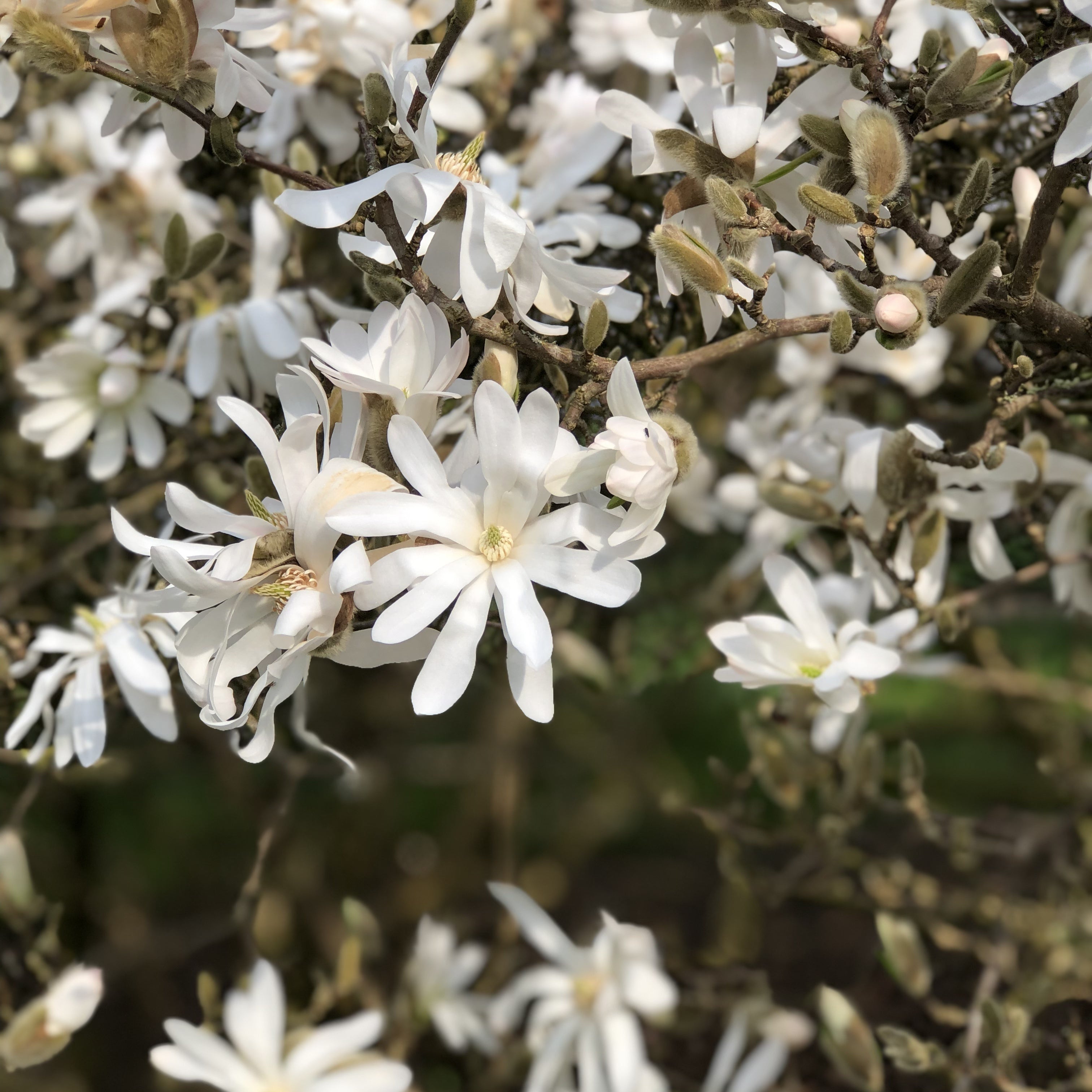 Magnolia étoilé - Magnolia stellata - Magnolias