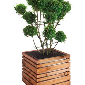 Bac en bois de pin LIGN Z 60 - Plantes