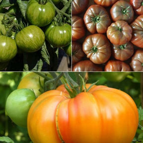 Collection de 9 Plants de tomates originales - Solanum lypopersicum pineapple, noire de crimee, green zebra - Potager