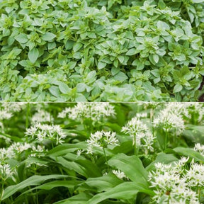 Collection de 2 Plants Basilic fin vert, Ail des ours - Ocimum basilicum 'fin vert', allium ursinum - Potager