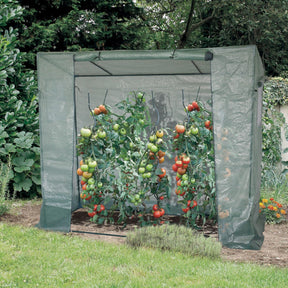 Serre pour tomates - Plantes