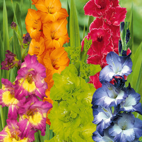 50 Glaïeuls pour un jardin multicolore en mélange - Gladiolus 'nori', 'green star', 'manteca', after s - Plantes