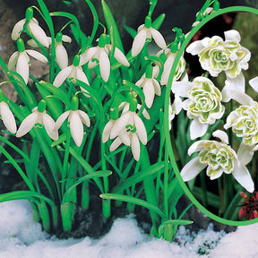 Collection de 35 Perce-neige doubles et simples - Galanthus nivalis - Plantes