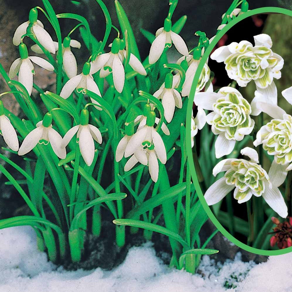 Collection de 35 Perce-neige doubles et simples - Galanthus nivalis - Plantes