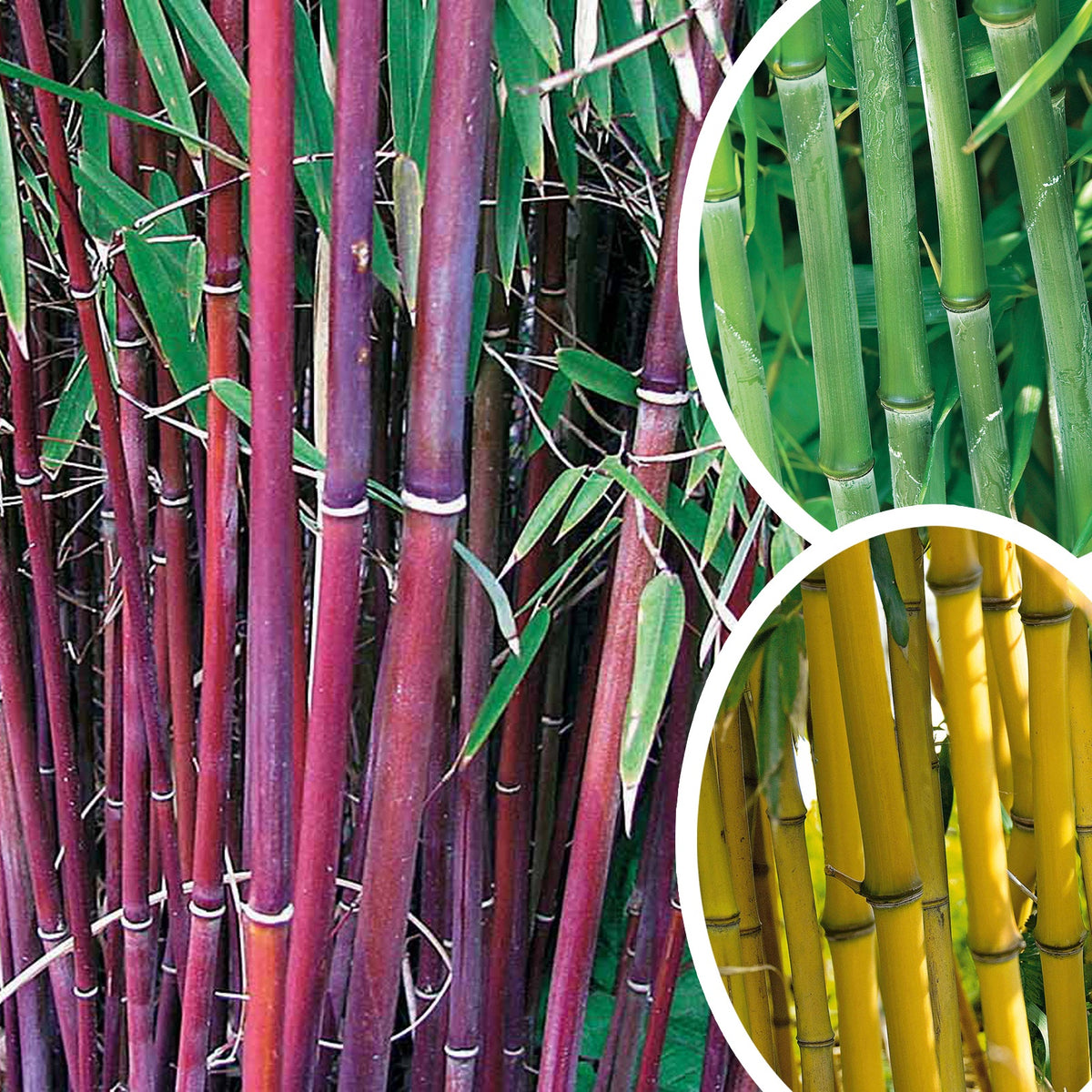 Bambous  Achat, Vente en ligne - Willemse