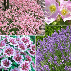 Collection de 6 plantes vivaces pastel - Malva sylvestris zebrina, lavandula munstead, oenothera speciosa - Plantes