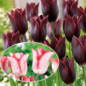 Coll. 20 tulipes à longues tiges (10 Havran + 10 Beauty trend) - Tulipa havran , beauty trend - Plantes