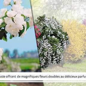 Collection Haie des quatre saisons- 18 arbustes EXTRA (3/5 branches) - Viburnum opulus roseum, viburnum bodnantense dawn, weigelia bristo - Collections d'arbustes