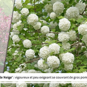 Collection Haie des quatre saisons- 18 arbustes EXTRA (3/5 branches) - Viburnum opulus roseum, viburnum bodnantense dawn, weigelia bristo