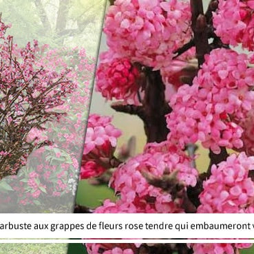 Collection Haie des quatre saisons- 18 arbustes EXTRA (3/5 branches) - Viburnum opulus roseum, viburnum bodnantense dawn, weigelia bristo