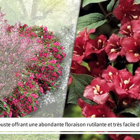 Collection Haie des quatre saisons- 18 arbustes EXTRA (3/5 branches) - Viburnum opulus roseum, viburnum bodnantense dawn, weigelia bristo