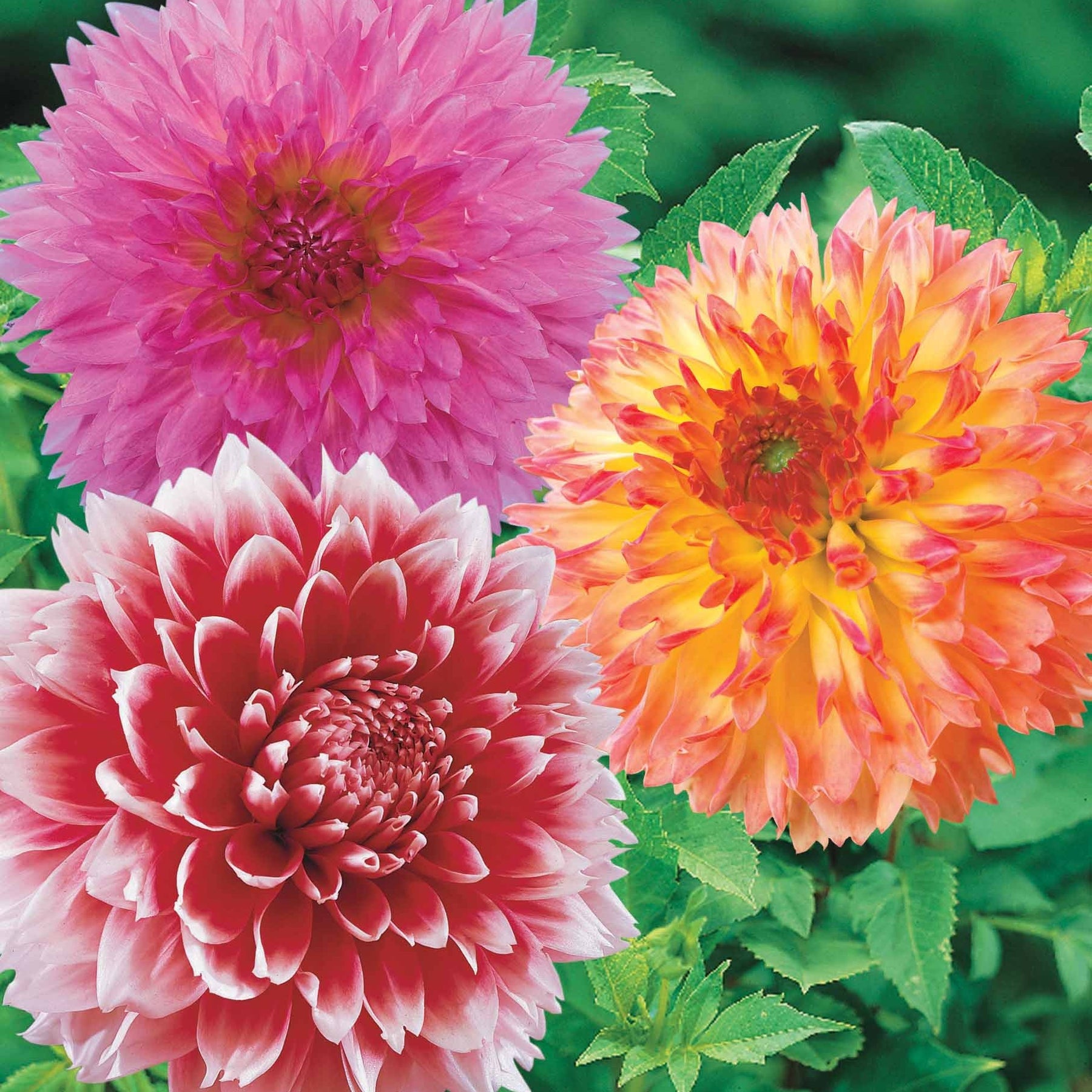 Coll. 9 dahlias décoratifs (3 Puerto Rico, 3 Sakura Fubuki, 3 Fubuki rouge/blanc - Dahlia 'puerto rico',' red an whitefubuki', 'sakura fubuki' - Plantes