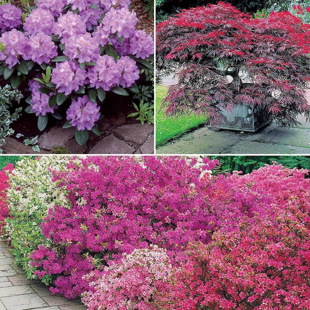 Collection de 5 arbustes d'ombre (3 azalées + 1 rhodo + 1 érable) - Azalea japonica, rhododendron, acer palmatum atrop - Plantes