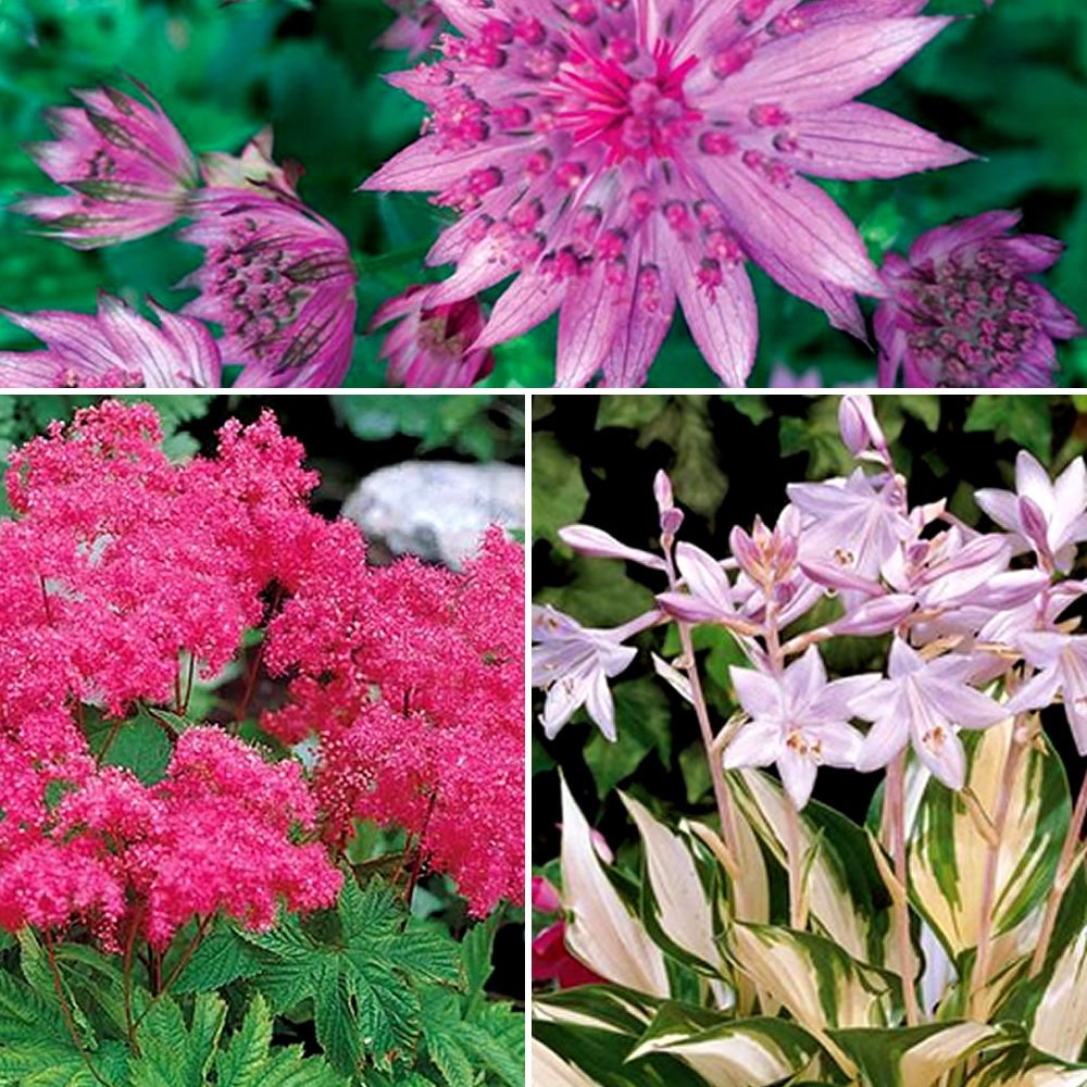 Collection de 8 plantes vivaces roses pour un jardin d'ombre - Filipendula purpurea elegans, astrantia major rosea, hosta - Plantes