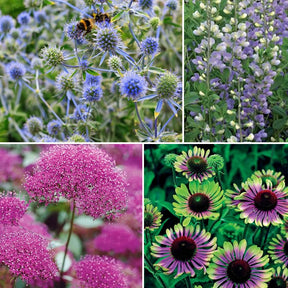 Collection de 10 plantes vivaces contemporaines et méllifères - Echinacea greentwister , eryngium planum, baptisia, trachelium caeru - Plantes