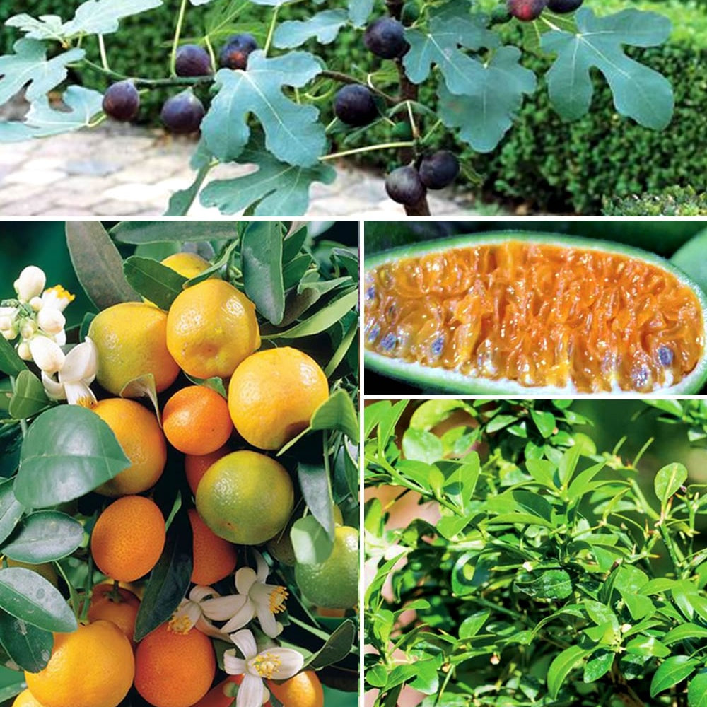 Collection de 3 mini-fruitiers pour terrasses méditerranéennes - Citrus reticulata, ficus carica brogiotto , citrus - Plantes