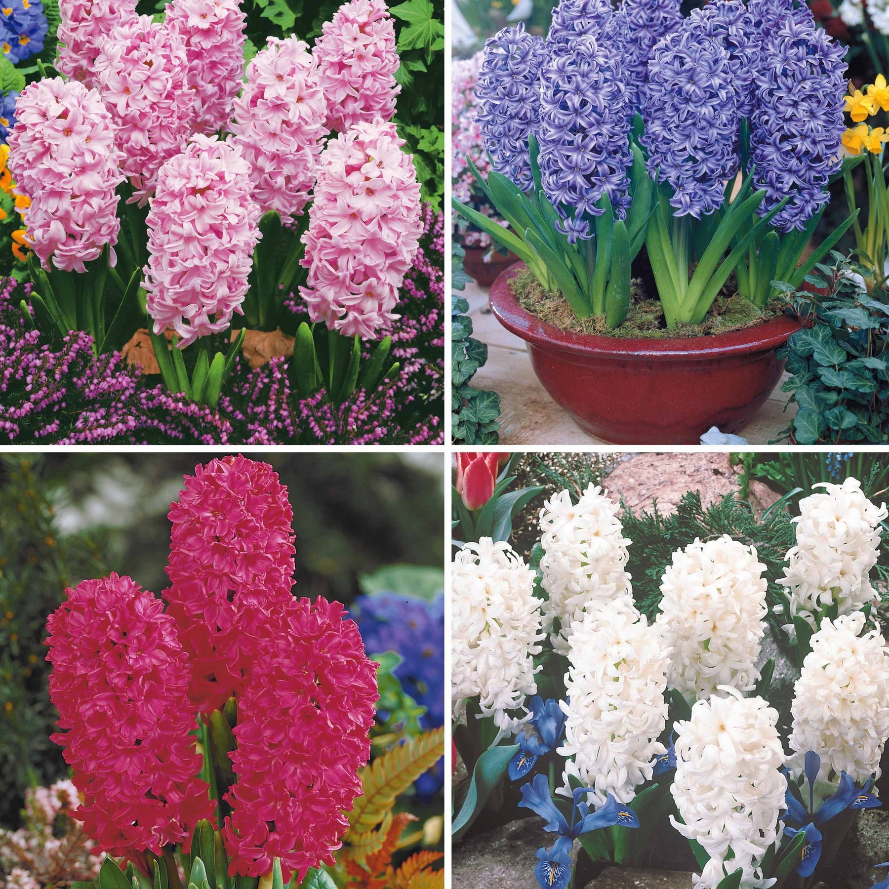 Collection de 12 Jacinthes (3 roses + 3 bleues + 3 rouges + 3 blanches) - Hyacinthus orientalis - Plantes