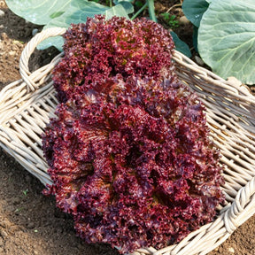 Collection de salades à couper - Collection salades à couper : Feuille de chêne, Lollo rossa, Red sala - Potager