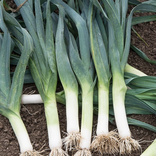 Poireau Géant d'hiver - Allium porrum géant d'hiver - Potager