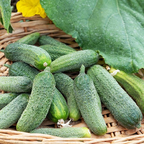 Cornichon Vert Petit de Paris - Cucumis sativus vert petit de paris - Potager