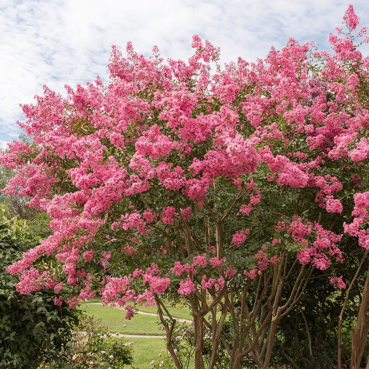 Lilas des Indes rose - Lagerstroemia indica - Lilas des Indes