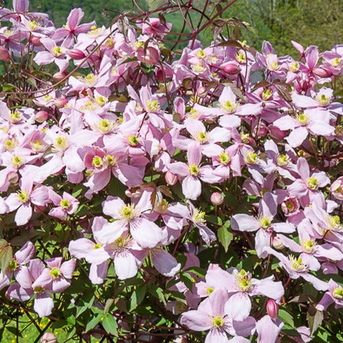 Clématite Mayleen - Clematis montana mayleen