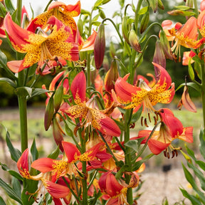 Lis Fusion - Lilium fusion - Plantes