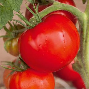 3 Plants de Tomate Saint Pierre F1 - Solanum lycopersicum saint pierre f1 - Potager