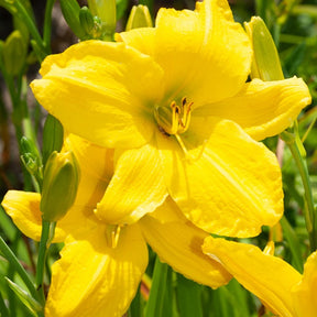 Hémérocalle Mary Todd - Hemerocallis mary todd - Plantes