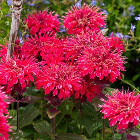 Monarde Bee Happy ® - Monarda bee happy - Plantes