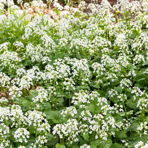 Pachyphragma macrophyllum - Pachyphragma macrophyllum - Plantes