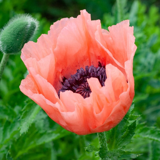 Pavot d'Orient Pattys Plum - Papaver orientale pattys plum - Plantes vivaces