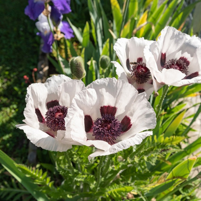 Pavot d'Orient Perrys White - Papaver orientale perrys white - Plantes