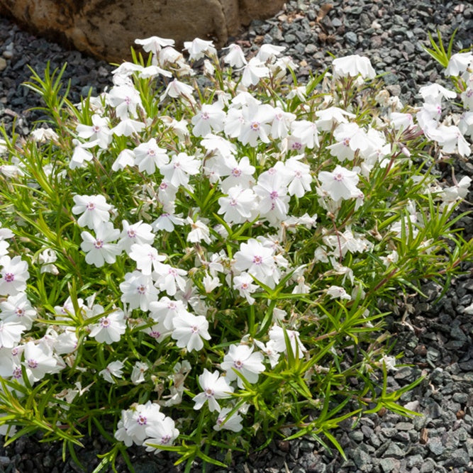 3 Phlox mousse Maischnee - Phlox subulata maischnee - Plantes