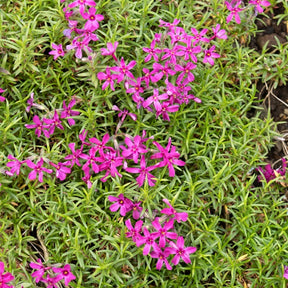 3 Phlox mousse Temiskaming - Phlox subulata temiskaming - Plantes