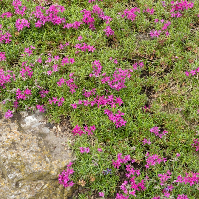 3 Phlox mousse Temiskaming - Phlox subulata temiskaming - Plantes vivaces