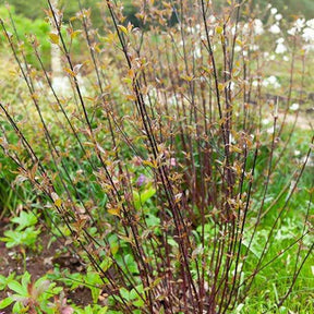 Cornouiller à bois noir Kesselringii - Cornus alba kesselringii - Plantes