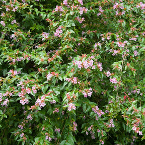 Abélia Edouard Goucher - Abelia edward goucher - Plantes