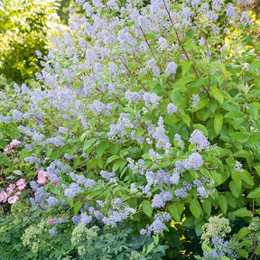 Céanothe Gloire de Versailles - Ceanothus delilianus gloire de versailles - Plantes