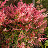 Bambou sacré orange cuivre - Nandina domestica gulf stream - Arbustes