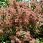 Arbre à perruque - Cotinus coggygria - Plantes