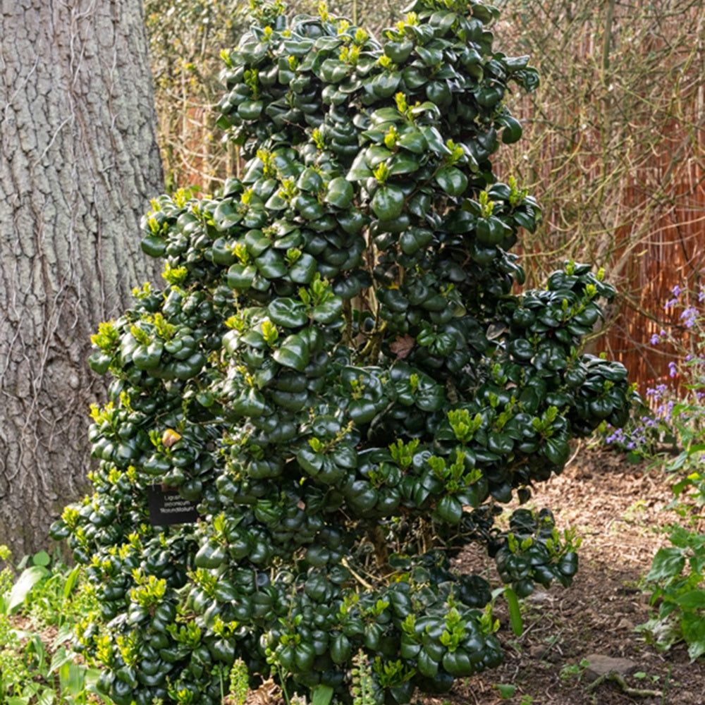 Troène du Japon Rotundifolium - Ligustrum japonicum 'rotundifolium' - Plantes