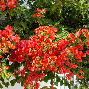 Bougainvillier Orange - Bougainvillea orange - Plantes