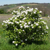 Viorne de Carle - Viburnum carlesii - Plantes