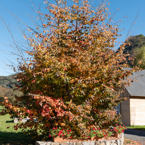 Arbre de fer - Parrotia persica - Plantes