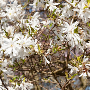 Magnolia stellata Royal Star - Magnolia stellata 'royal star' - Plantes