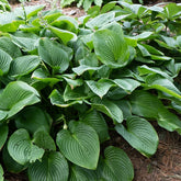 Hosta elata - Hosta elata - Plantes