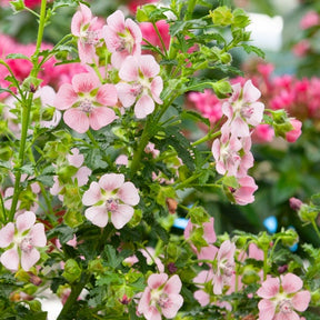 Mauve du Cap - Anisodontea capensis - Plantes